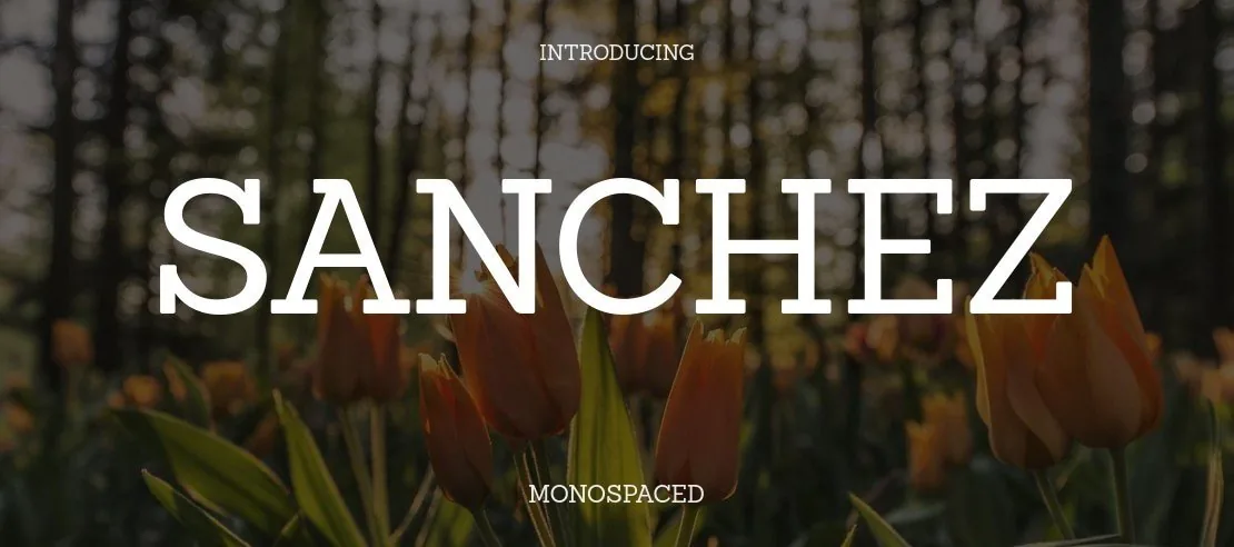 Sanchez Font Family font önizleme